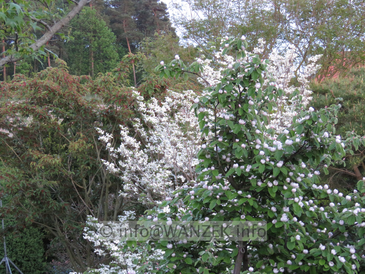 Quitte Konstantinopeler 08 in Bluete zzz.JPG